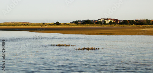 Cantabria, Bay of Santander, small islands in low tida are used by groups of ruddy turnstones photo