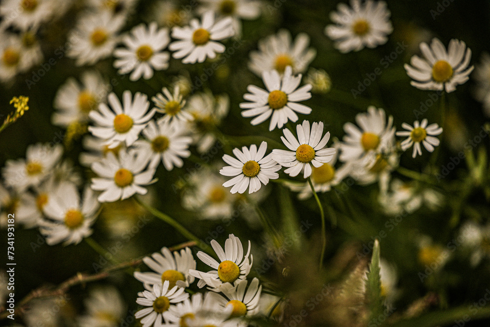 daisies in a field daisies in a field