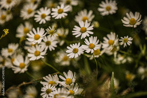 daisies in a field © Lo