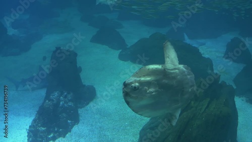 Ocean Sunfish Swimming With School Of Fish In The Back 4k