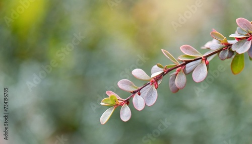 magellan barberry berberis microphylla calafate a branch of a shrub with leathery leaves in a natural habitat close up on a delicate background