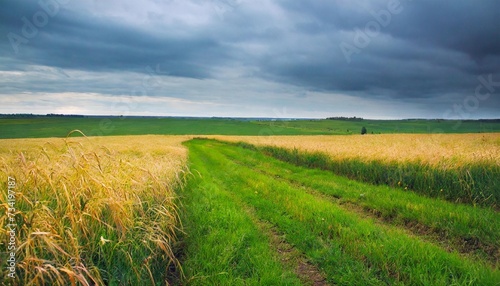 summer landscape photography of a field with green yellow grass in gloomy weather