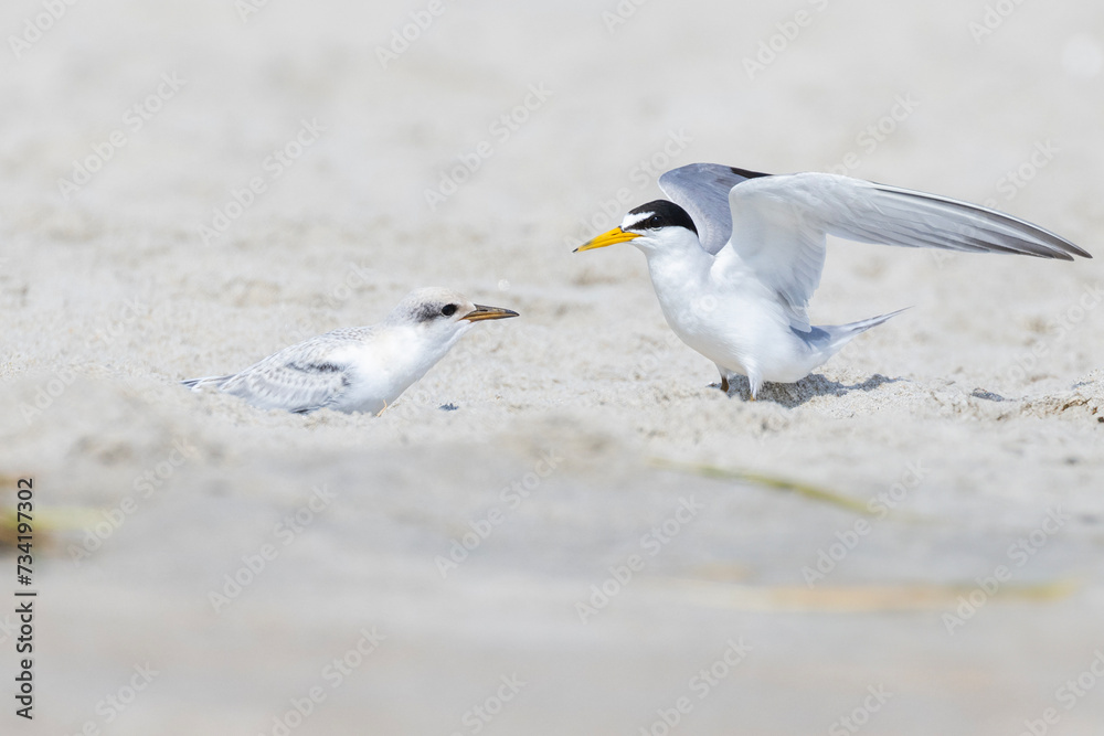 Fototapeta premium least tern (Sternula antillarum) with babies 