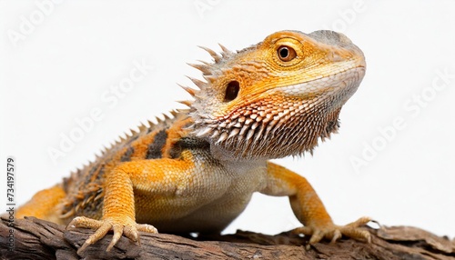 bearded dragon lizzard isolated on white background as transparent png animal © Robert