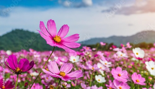 pink cosmos flower fields nature background