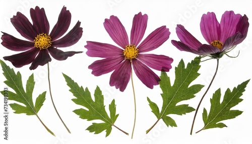 pressed and dried flower cosmos with green leaves isolated on white background for use in scrapbooking floristry or herbarium
