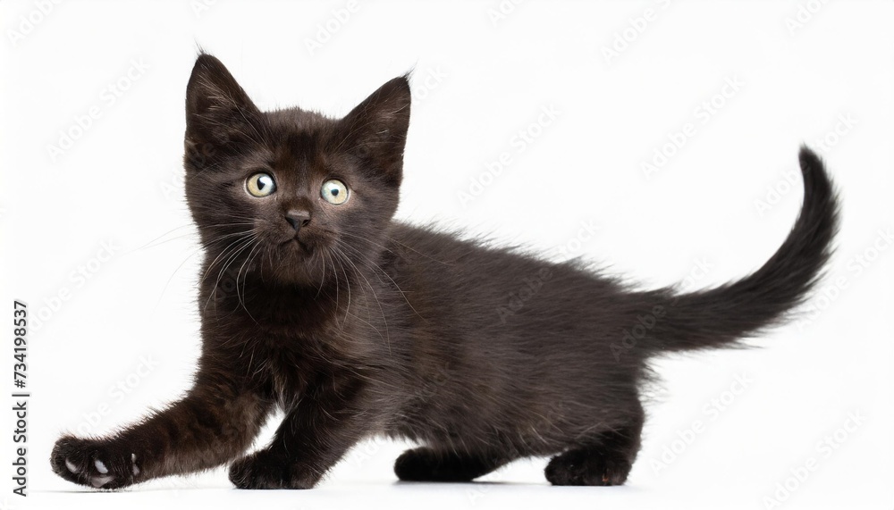 black kitten goes to the side hind legs are leaving isolation on white