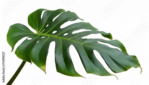 monstera plant leaf the tropical evergreen vine isolated on white background clipping path included
