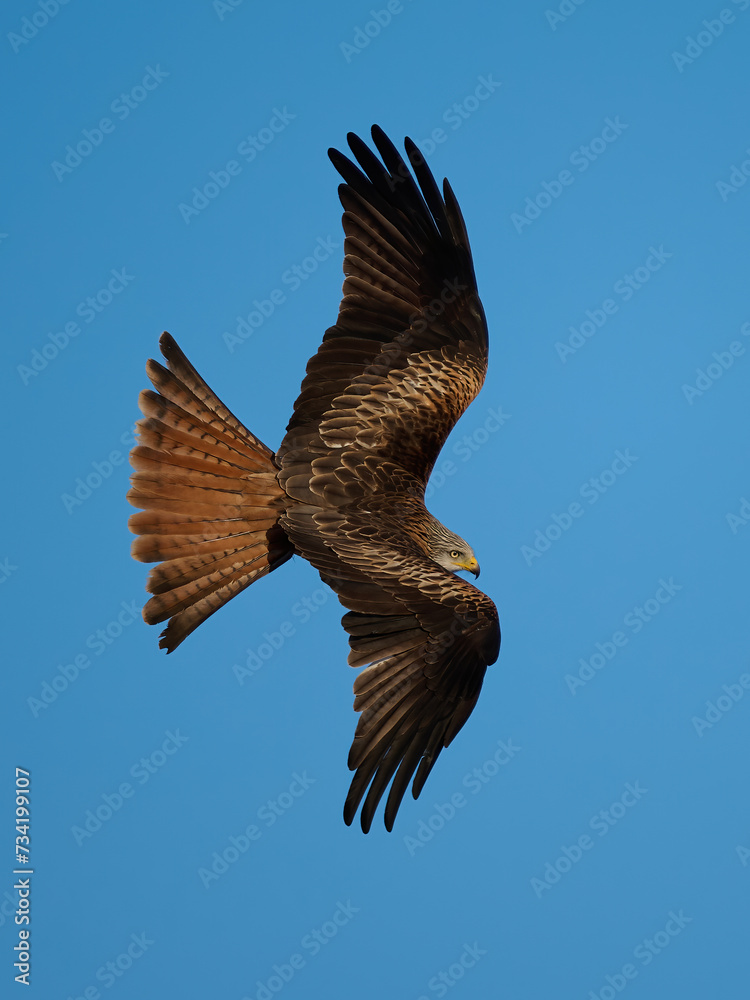 Fototapeta premium Red kite (Milvus milvus)
