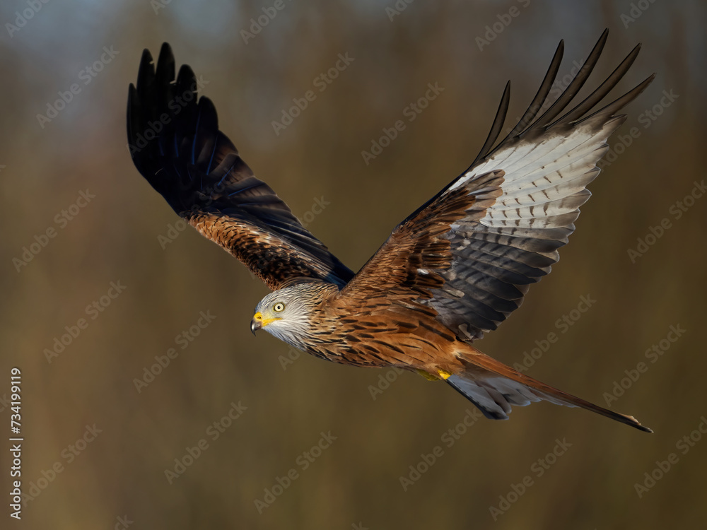 Obraz premium Red kite (Milvus milvus)