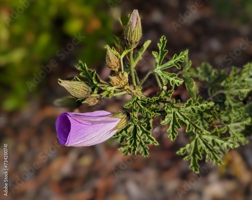 alyogyne hakeifolia flower in the garden alyogyne hakeifolia flower in the garden photo