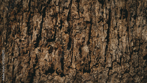 Pattern of dried dark brown bark wood.Cracked wood texture big tree surface.Template for design.Abstract nature background.Beautiful pattern.Space for work.Banner.Wallpaper.Selective focus.