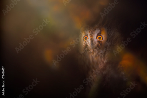 Owl. Wildlife photography with impressive lighting. Dark nature background. Long eared Owl. Asio otus. photo