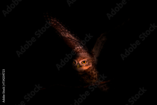 Flying owl. wildlife photography with impressive lighting. Little owl.
