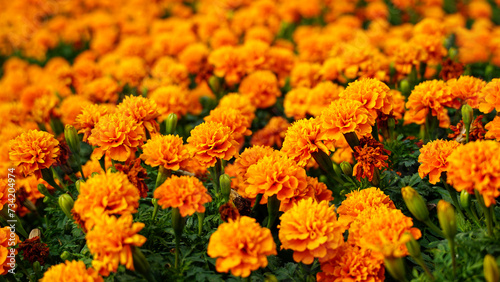 Lots of beautiful  marigold flowers (Tagetes erecta) in the natural garden. Inspirational Motivational quote- Start your Monday morning light  with  yellow  flowers. Monday Quote. Flower background. photo
