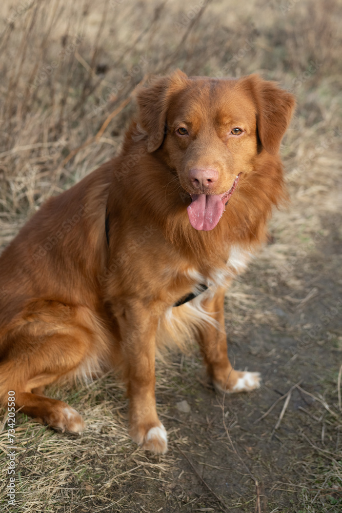 Ginger dog on a walk to the park. Nova Scotia Duck Tolling Retriever resting, tired from a walk