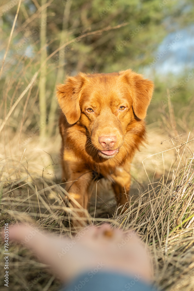 Ginger dog  on a walk to the park. Nova Scotia Duck Tolling Retriever walking through grass fields and bushes