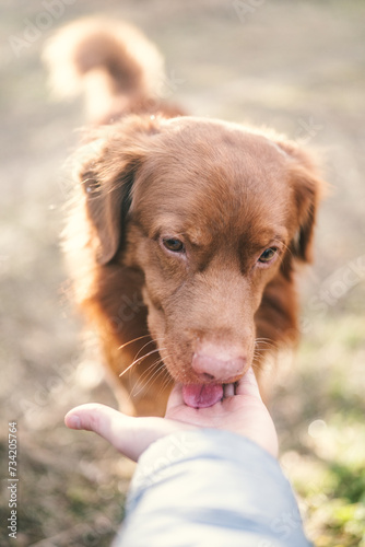 Ginger dog  on a walk to the park. Nova Scotia Duck Tolling Retriever approaching owner's hand