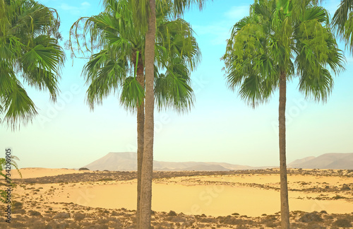Desert with palms in the foreground