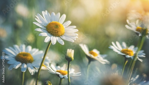 selective and soft focus on beautiful chamomile flowers in the meadow daisy flower in meadow © Claudio