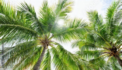 green palm tree isolated on white