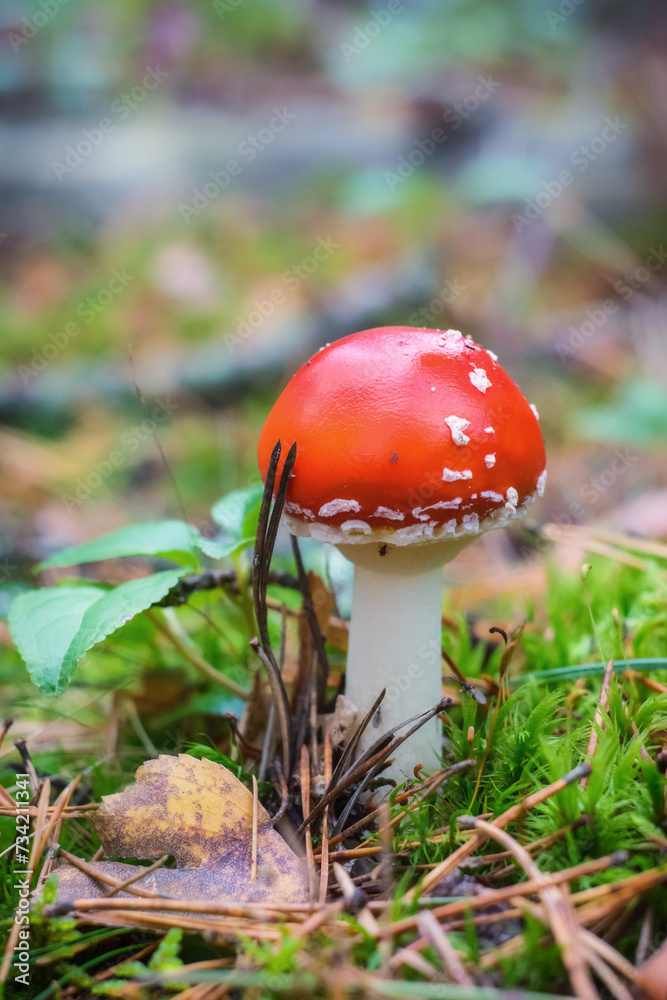 A colorful fly agaric climbing out of the moss A colorful fly agaric climbing out of the moss
