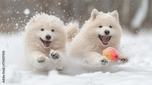 Adorable Samoyeds playing in the snow On a white background 
