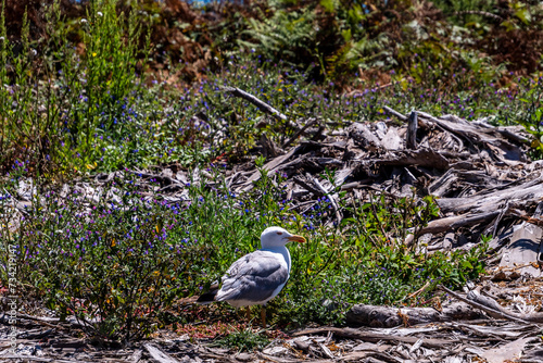 Gaviota en Islas Cíes, Galicia. photo