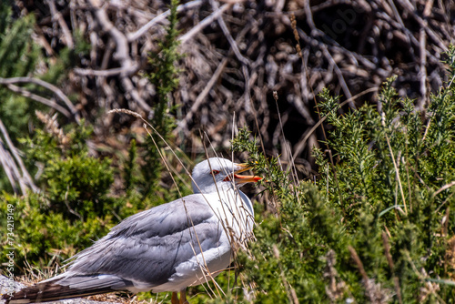 Gaviota en Islas Cíes, Galicia. photo