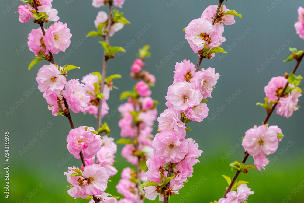 Sakura flowering. Large lush sakura flowers on a tree on a dark background in sunny weather Sakura flowering. Large lush sakura flowers on a tree on a dark background in sunny weather
