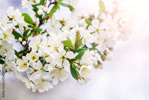 A branch of cherry with white flowers on a tree in the garden on a sunny day