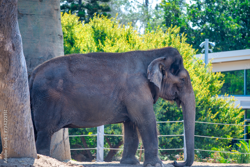 An Elephant at San Diego Zoo