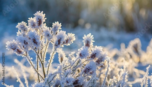 beautiful winter background with a plants covered with hoarfrost