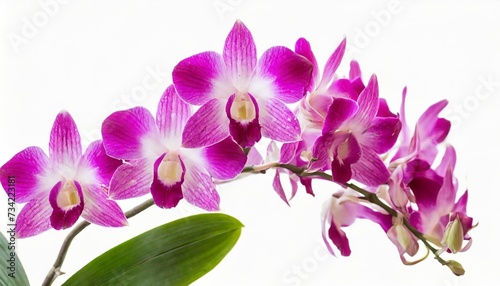 pink dendrobium orchid isolated on white background