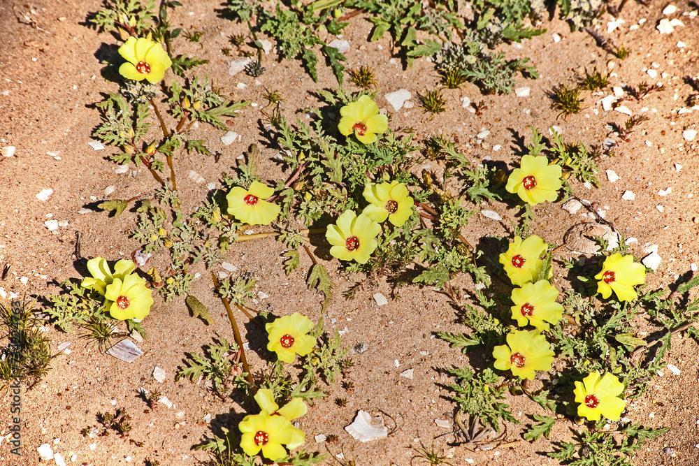 Devils thorn (Tribulus zeyheri) 11408 Devils thorn (Tribulus zeyheri) 11408