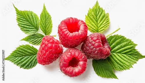 different raspberry fruits and leaves set png with transparent background flat lay without shadow