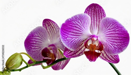beautiful purple orchid isolated on a white background
