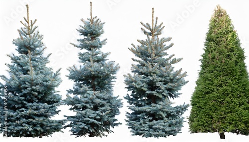 set of 4 picea pungens colorado blue spruce evergreen pinaceae needled tree isolated png on a transparent background perfectly cutout photo