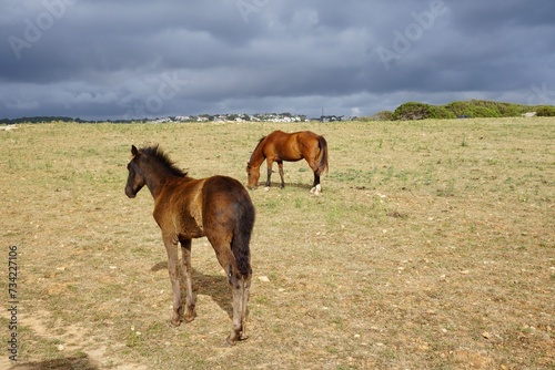 A foal and a horse grazing on a field in Menorca