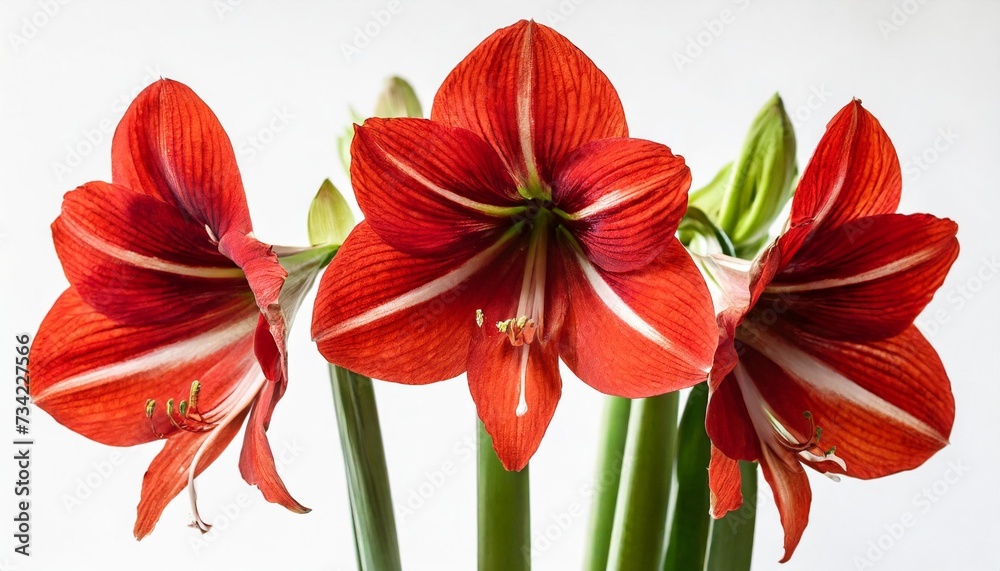 red amaryllis flowers in bloom isolated on a white background