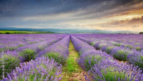 meadow of lavender