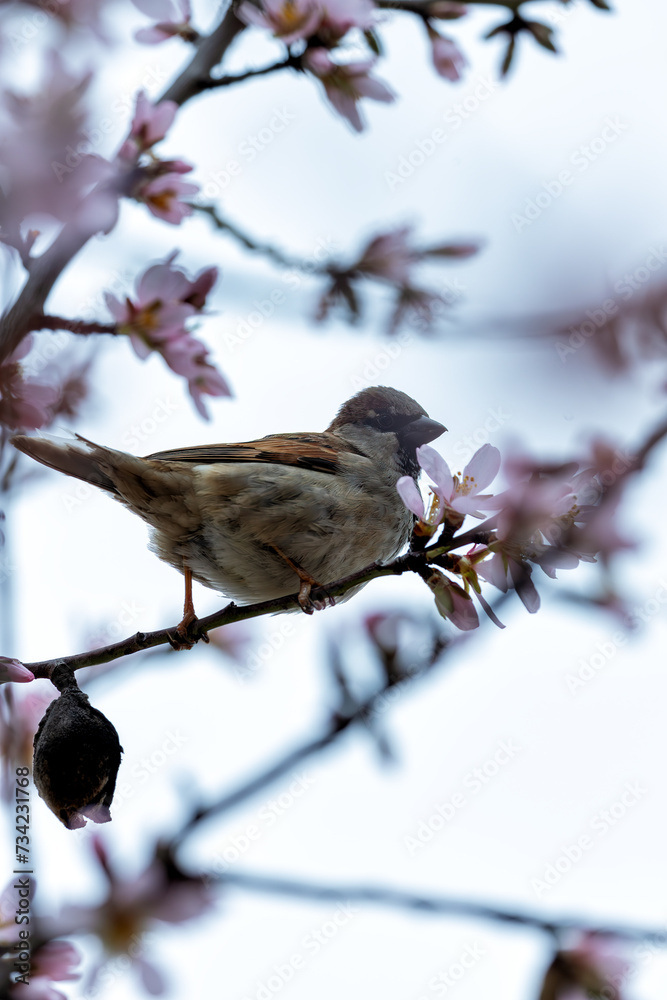 Male House Sparrow (Passer domesticus) in El Retiro Park, Madrid Male House Sparrow (Passer domesticus) in El Retiro Park, Madrid