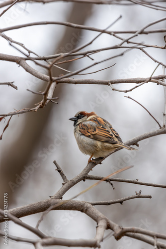 Male House Sparrow (Passer domesticus) in El Retiro Park, Madrid