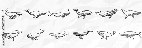 Wal-Wunder: Vektorgrafik-Bundle mit Lineart-Zeichnungen von majestätischen Walen