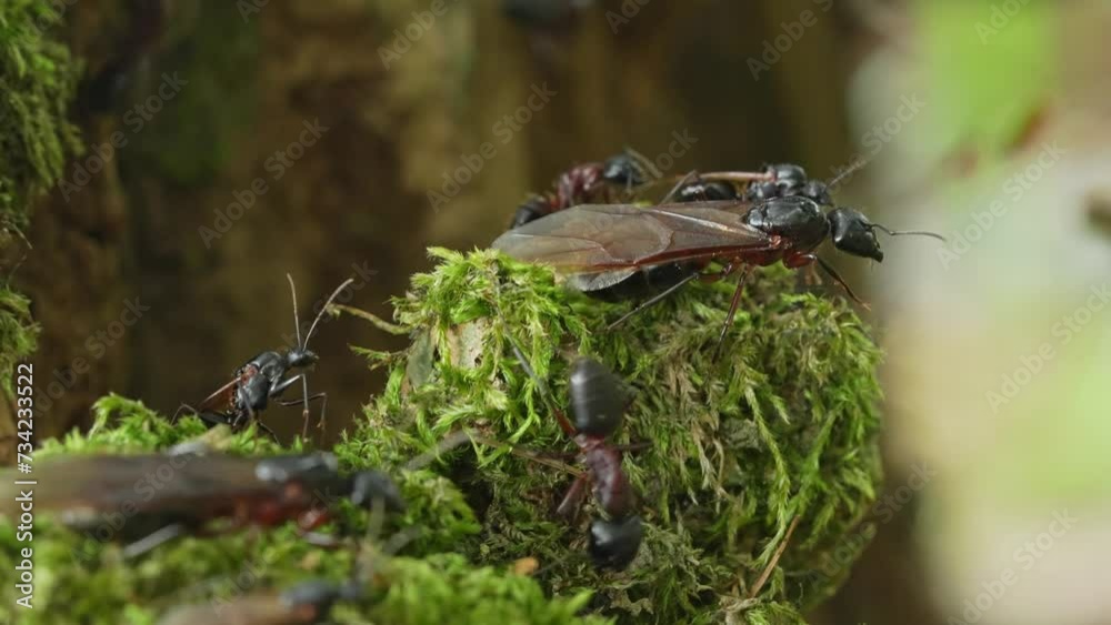 Swarming of large carpenter ants