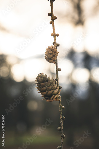 two cones on a branch