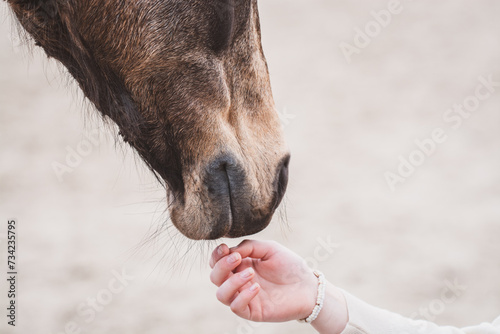 Mensch & Pferd photo