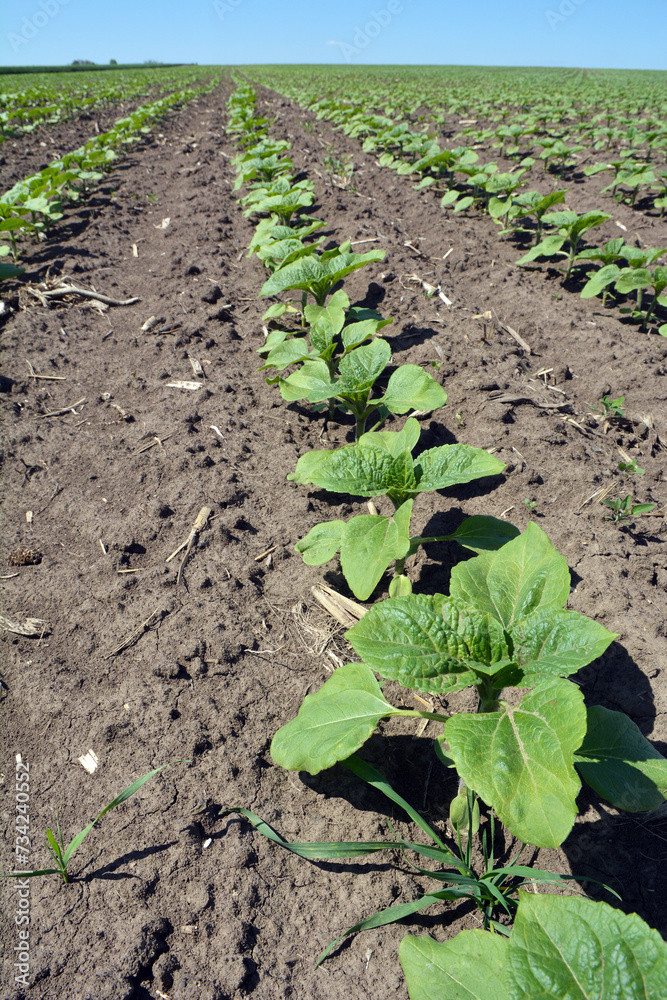 Sunflower grows on a farm field. Sunflower grows on a farm field.