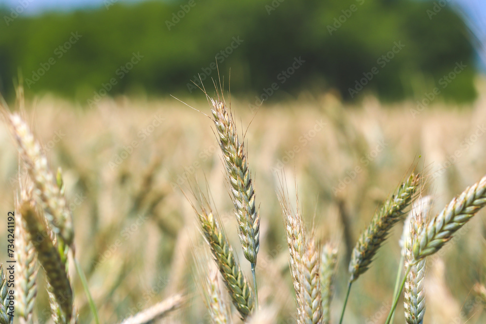 Ears of rye on field