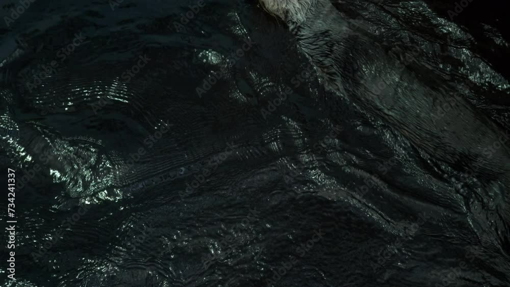 River Otter Floating And Relaxing 4k